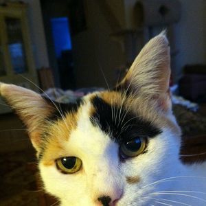 Meet your Posher, Darcy